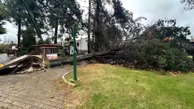 Bursa'da Devasa Ağaç Devrildi! Korku ve Panik