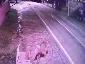 Karacabey'deki Kaçan Bozayı İçin Arama Sürüyor